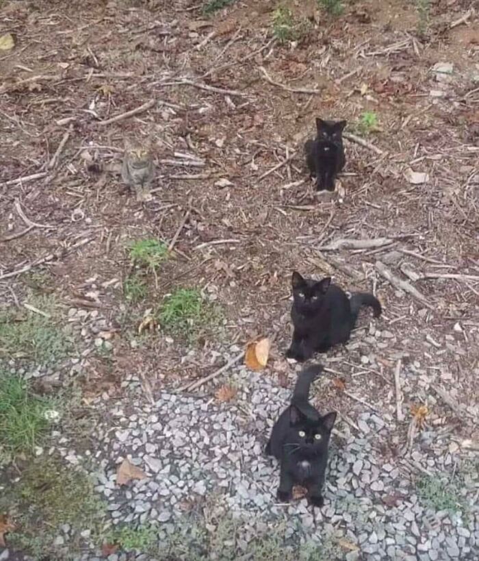 4 Kitties In The Forest